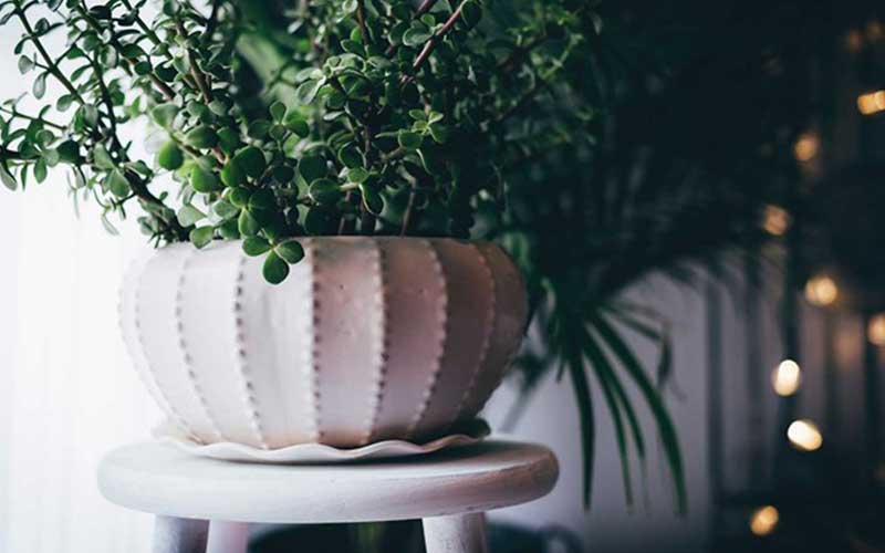 روش تمیز کردن گیاهان آپارتمانی